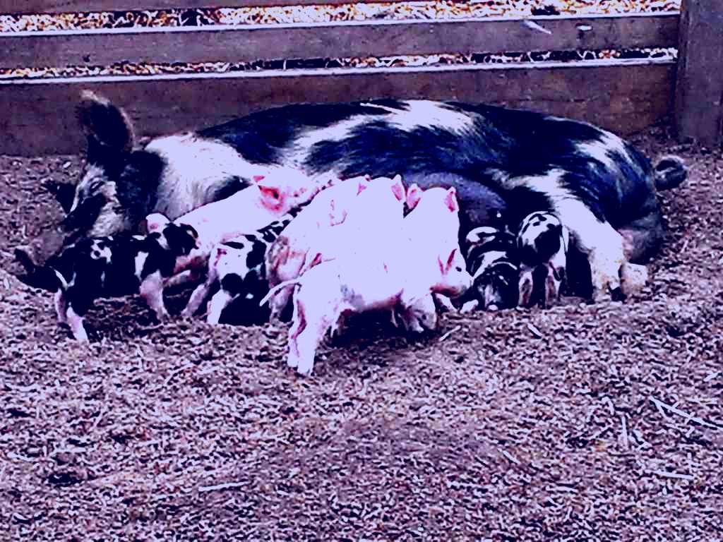 SubjectCoach | Animal Land Children's Farm