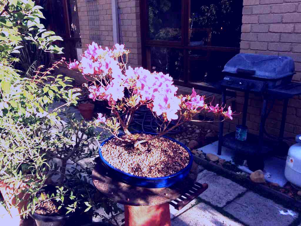 SubjectCoach | Bonsai Island
