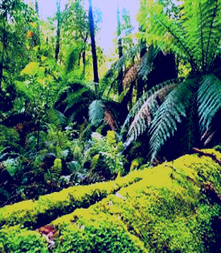 SubjectCoach | Errinundra National Park