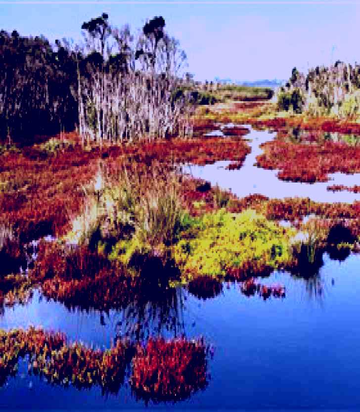 SubjectCoach | French Island National Park