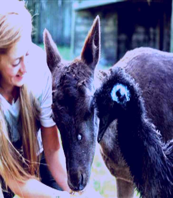 SubjectCoach | Great Ocean Road Wildlife Park