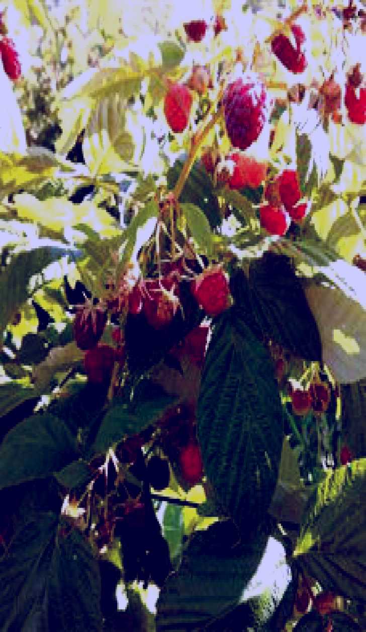 SubjectCoach | Gunnadoo Berries