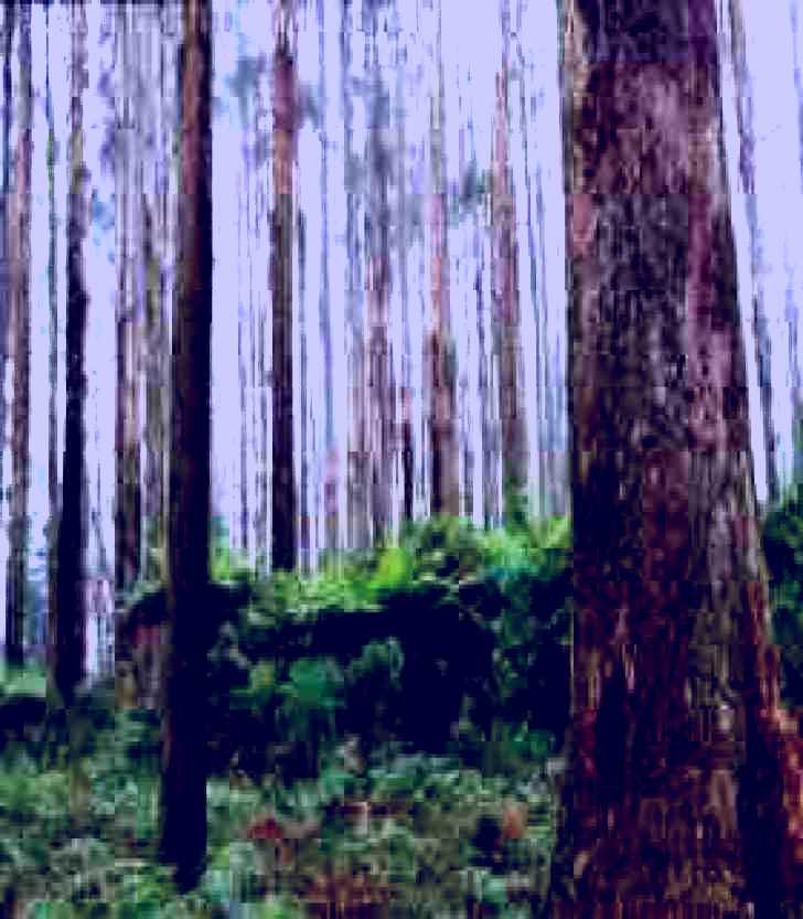 SubjectCoach | Kinglake National Park