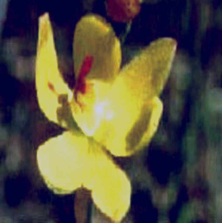 SubjectCoach | Langwarrin Flora and Fauna Reserve
