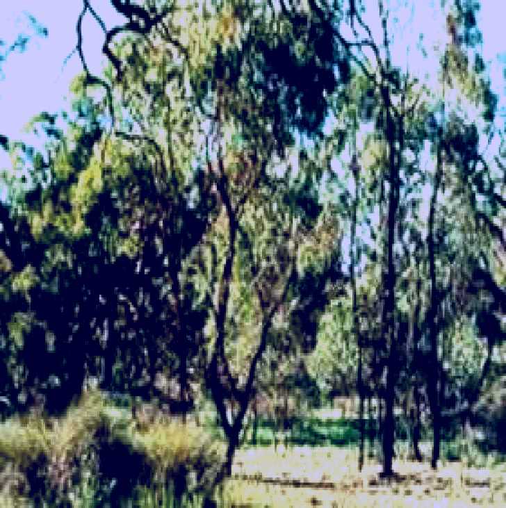 SubjectCoach | Leaghur State Park