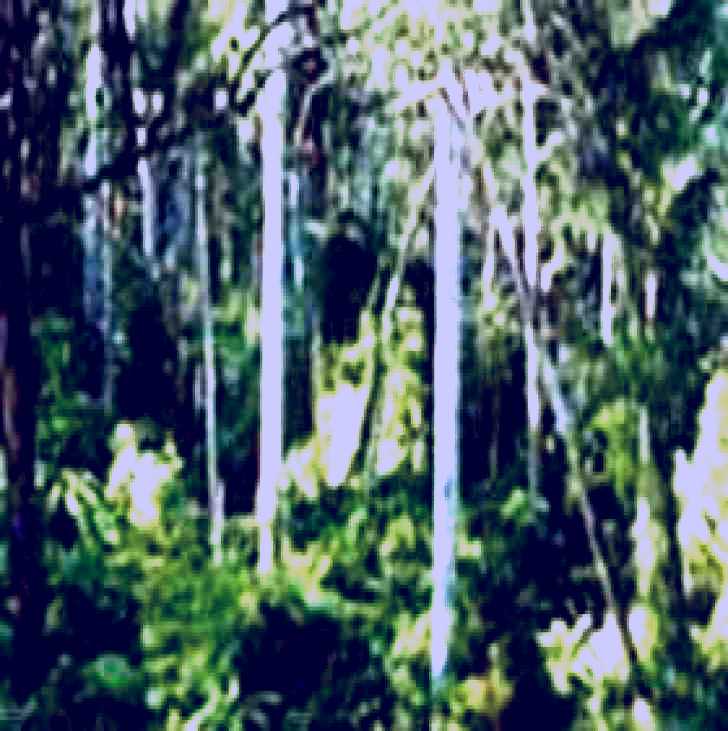 SubjectCoach | Lind National Park