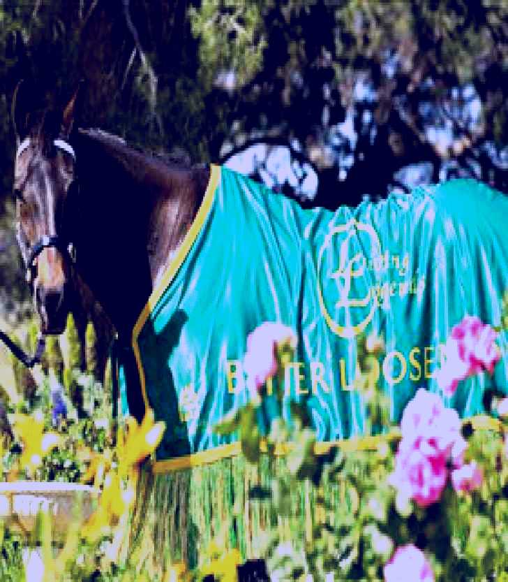 SubjectCoach | Living Legends: The International Home of Rest for Champion Horses