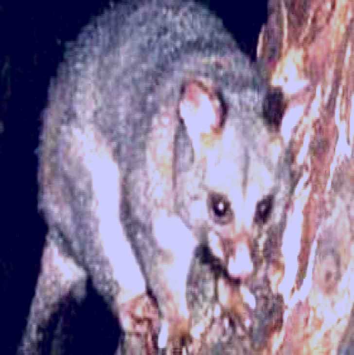 SubjectCoach | Moondarra State Park