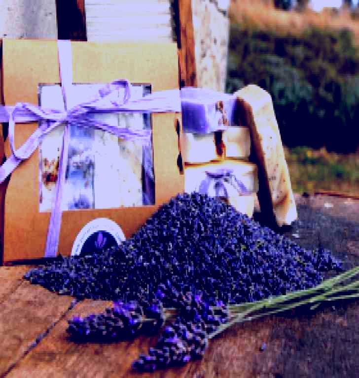 SubjectCoach | Port Arthur Lavender