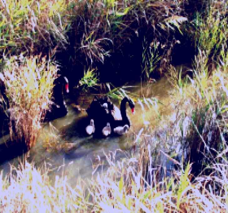 SubjectCoach | Tamar Island Wetlands Reserve