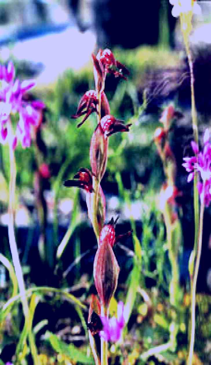 SubjectCoach | Carnamah-Eneabba Wildflower Drive