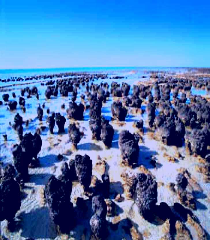 SubjectCoach | Hamelin Pool Stromatolites