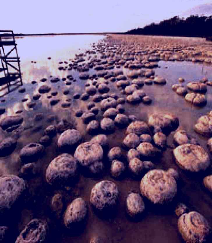 SubjectCoach | Lake Clifton Stromatolites