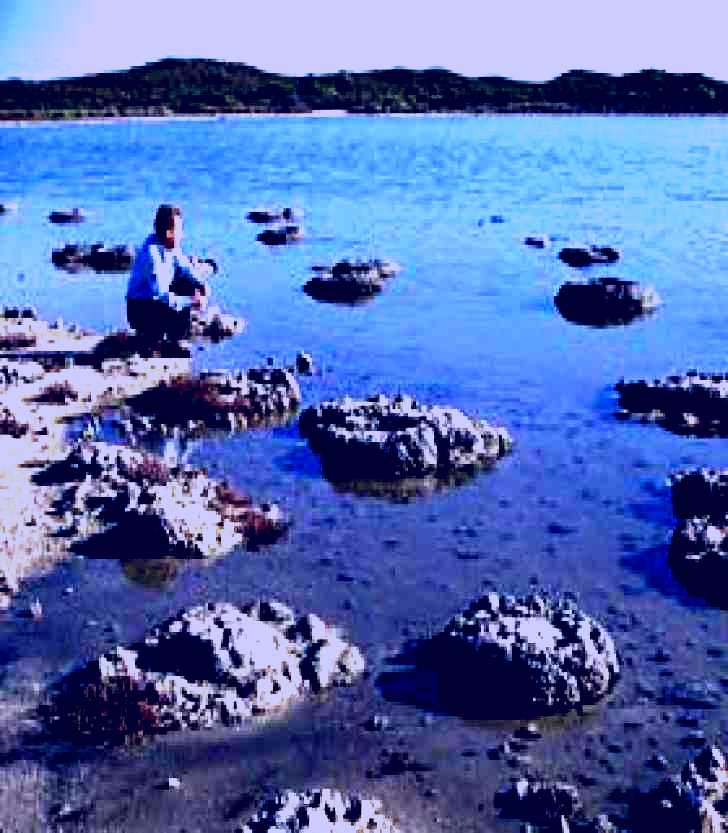 SubjectCoach | Lake Thetis Stromatolites