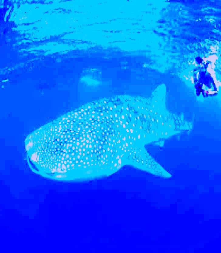 SubjectCoach | Ningaloo Reef