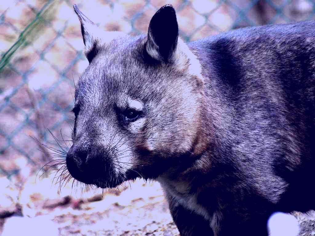 SubjectCoach | Peel Zoo Image 1