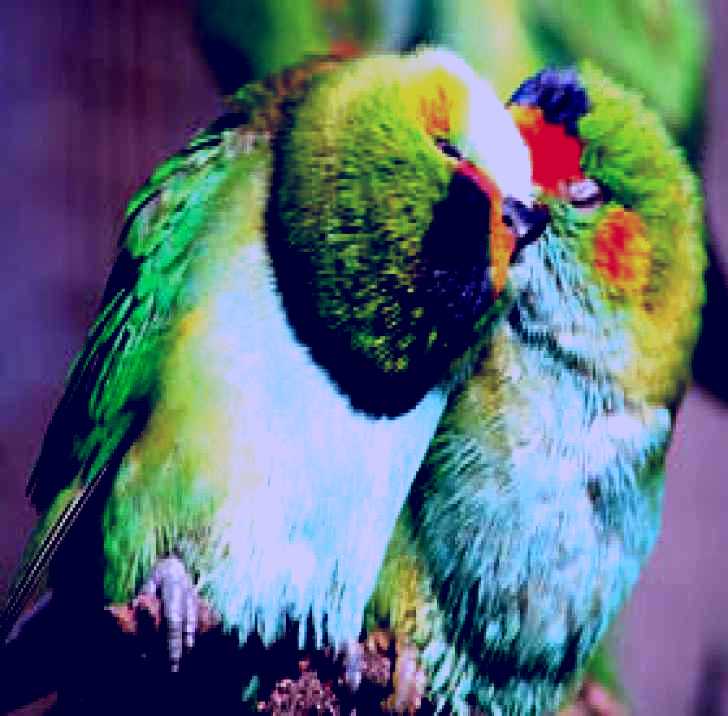 SubjectCoach | Rainbow Jungle - The Australian Parrot Breeding Centre