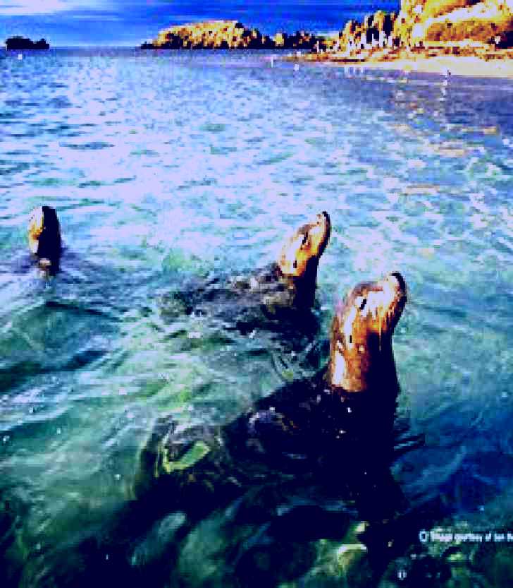 SubjectCoach | Shoalwater Islands Marine Park