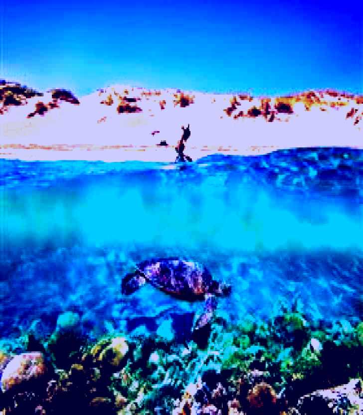 SubjectCoach | Snorkel the Ningaloo Reef