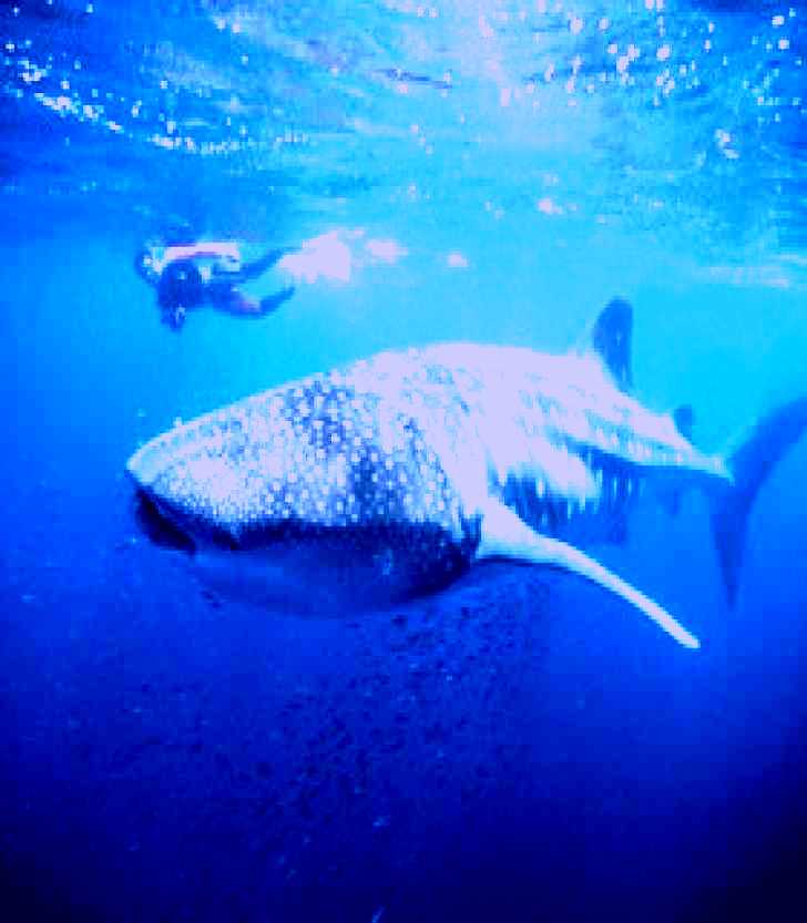 SubjectCoach | Swim with the Whale Sharks