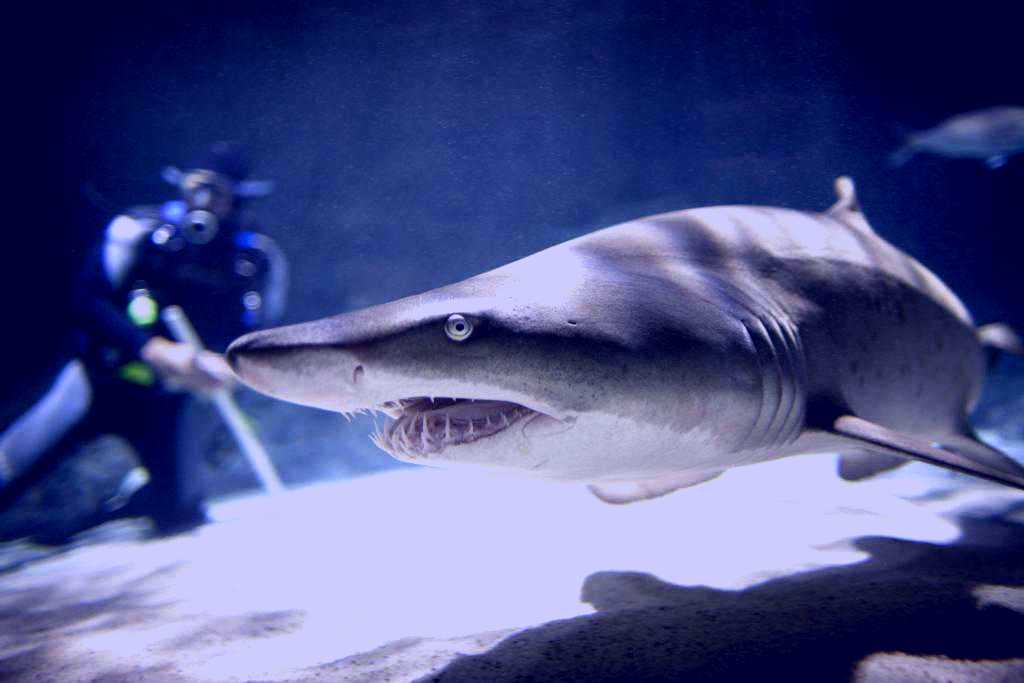 SubjectCoach | Kelly Tarlton's SEA LIFE Aquarium