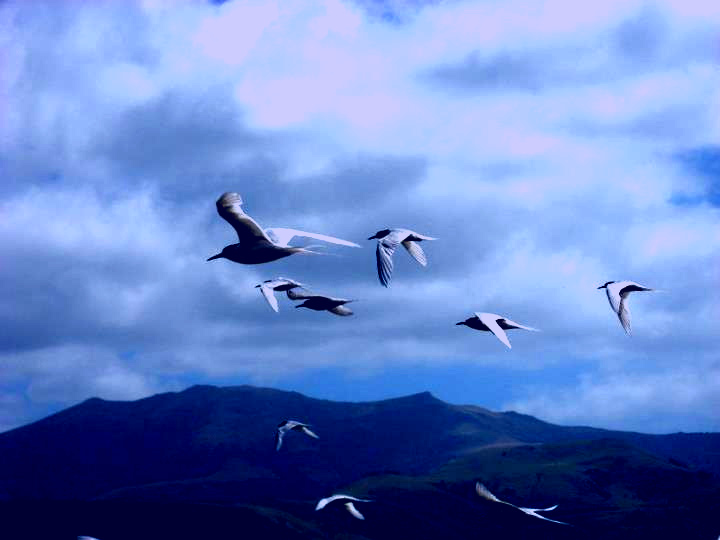 SubjectCoach | Akaroa Adventure Centre