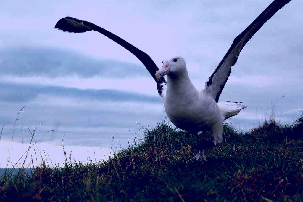 SubjectCoach | Royal Albatross Centre