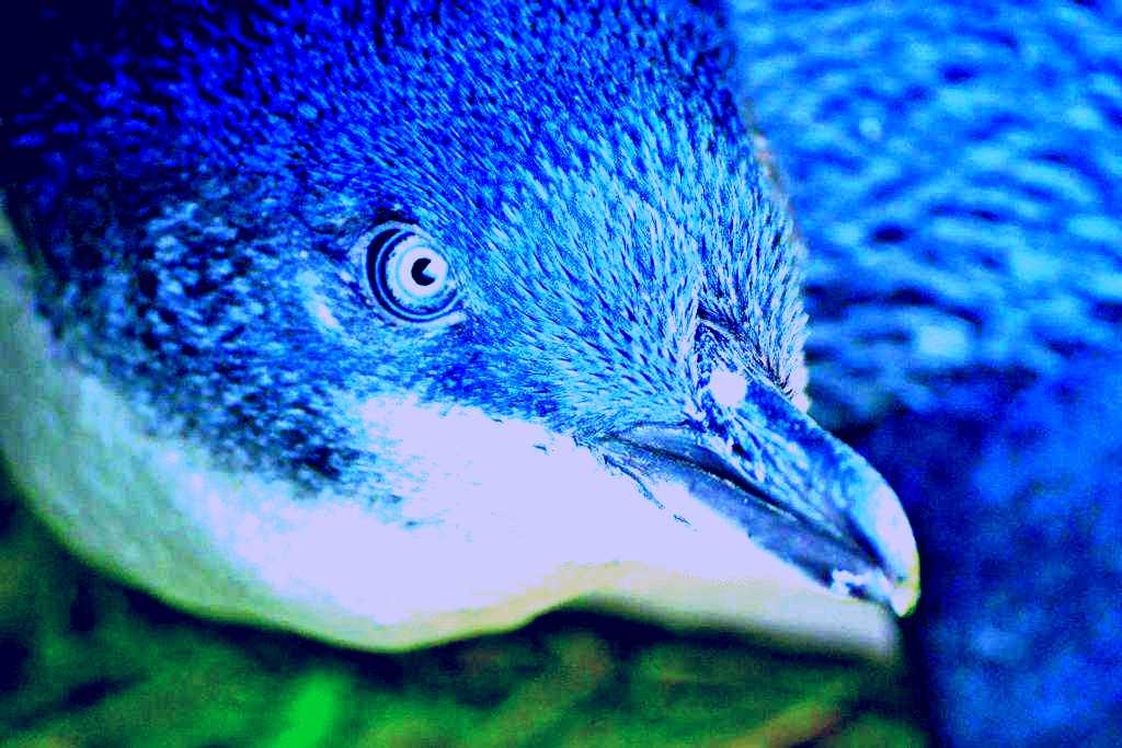 SubjectCoach | Blue Penguins Pukekura