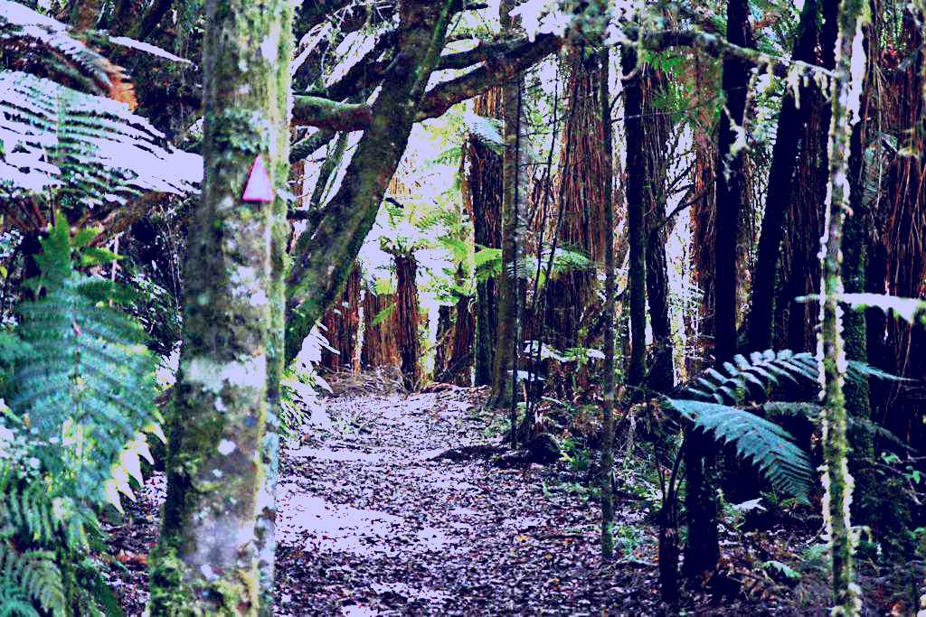 SubjectCoach | Whinray Scenic Reserve