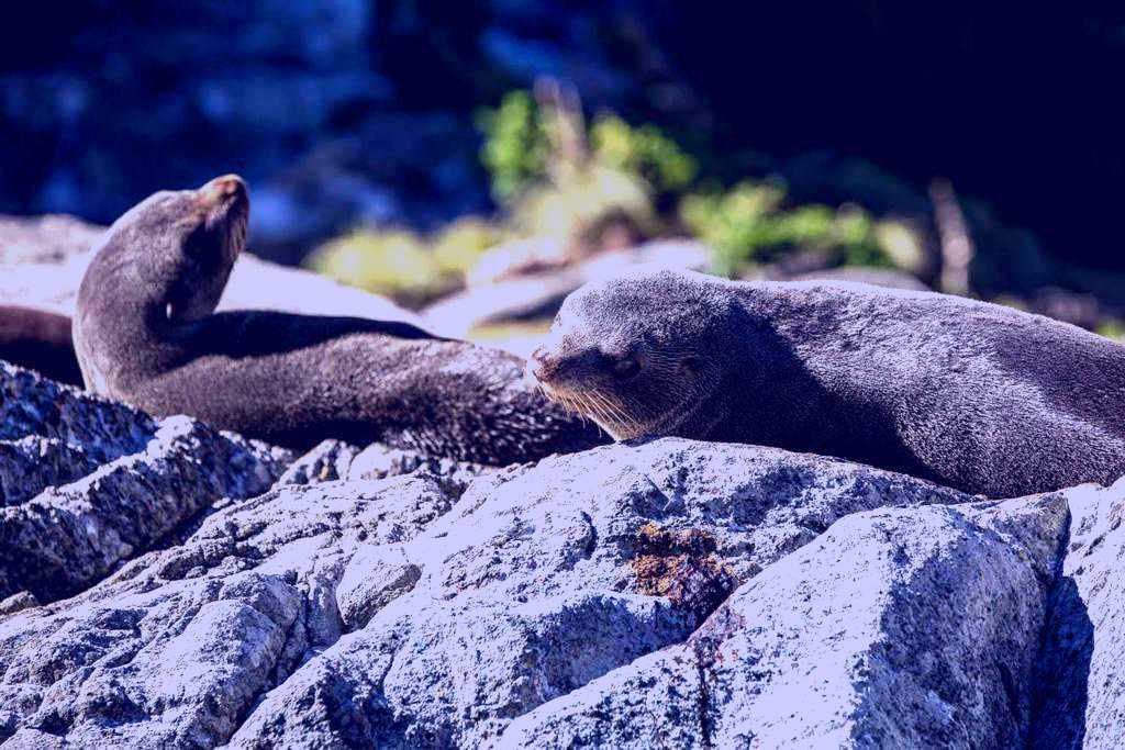 SubjectCoach | Milford Sound Overnight Cruises, Real Journeys