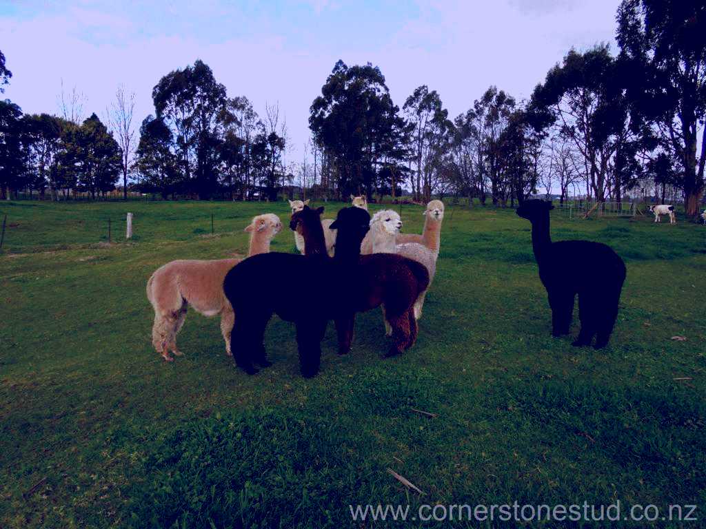 SubjectCoach | Cornerstone Alpaca Farm Visits and Shop