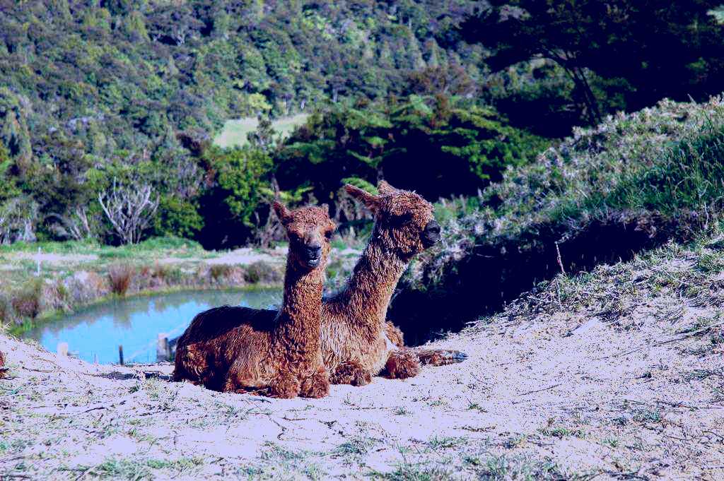 SubjectCoach | Alpaca Farmstay