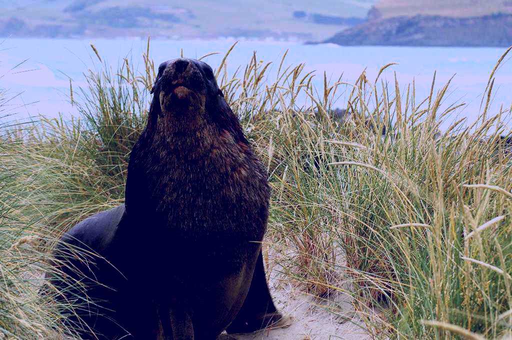 SubjectCoach | Catlins Discovery Tour