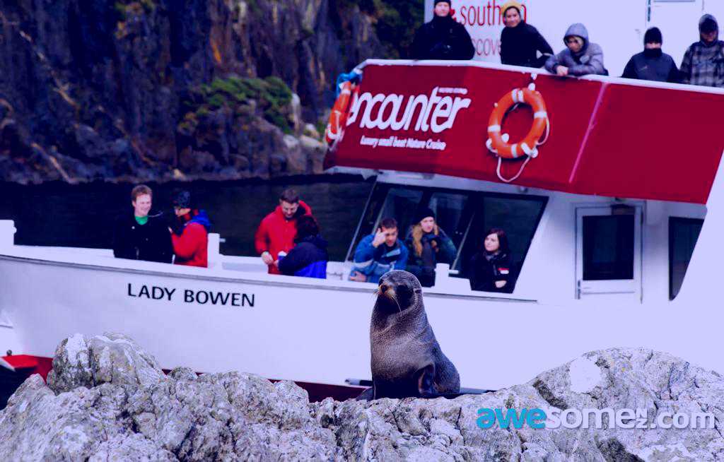 SubjectCoach | Milford Sound Day Tour - awesomeNZ.com