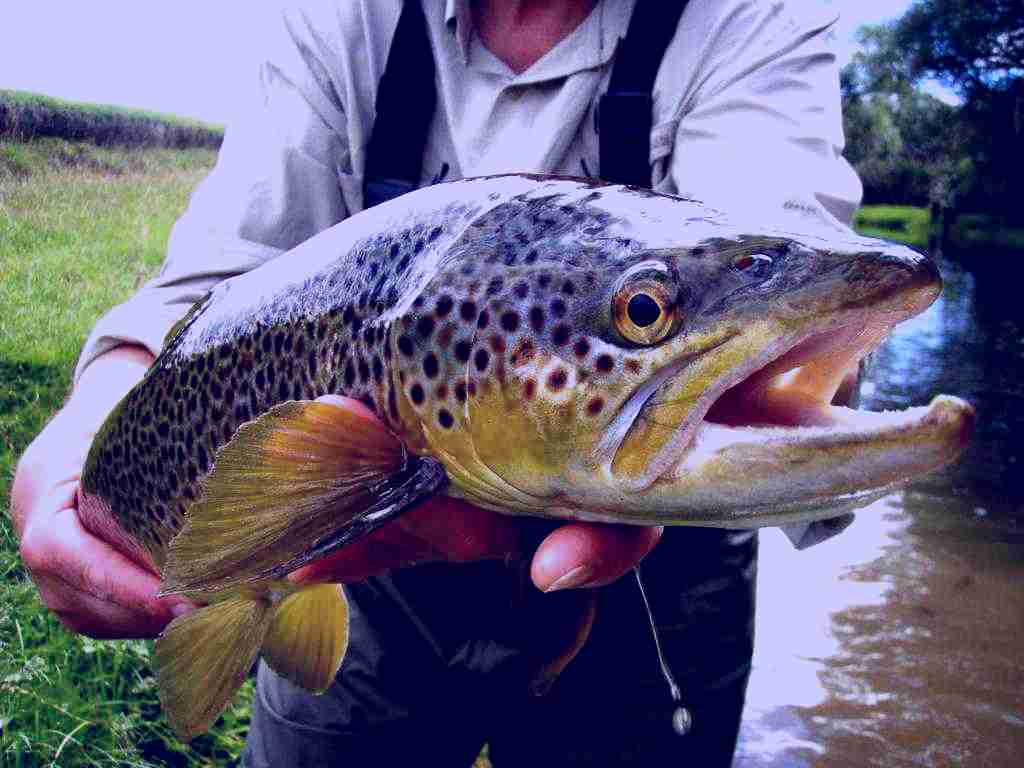 SubjectCoach | Fly Fish Mataura