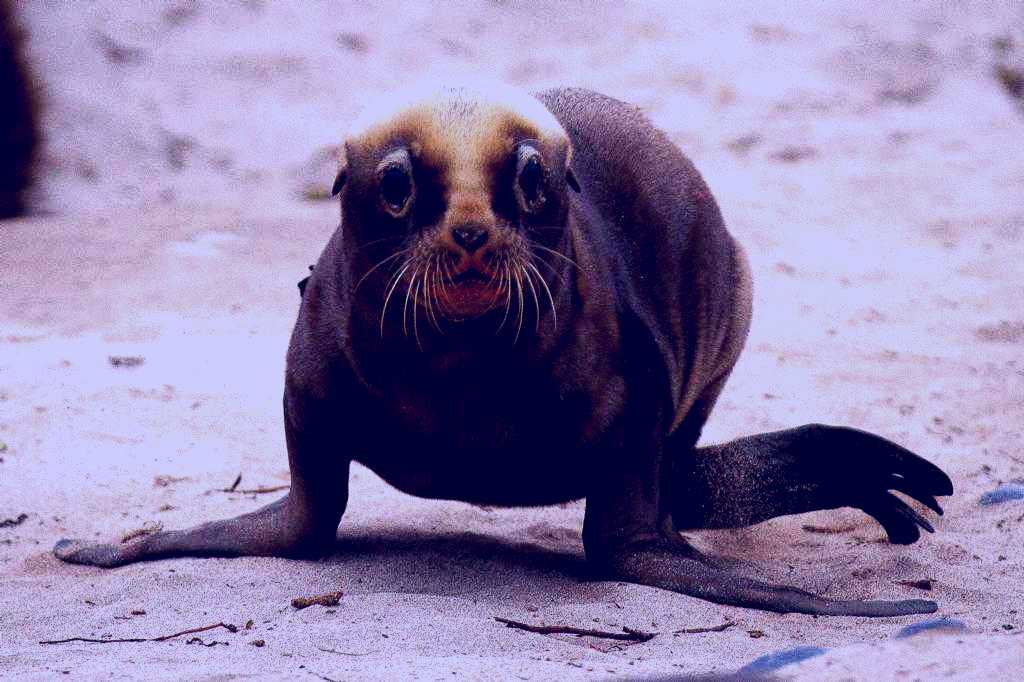 SubjectCoach | New Zealand's Subantarctic Islands - Wildlife Cruise to Auckland and Campbell Islands