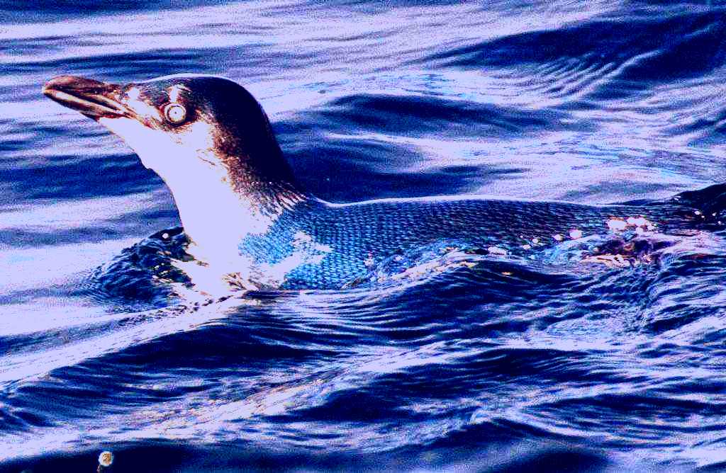 SubjectCoach | Aihe - Paterson Inlet Wildllife Cruise