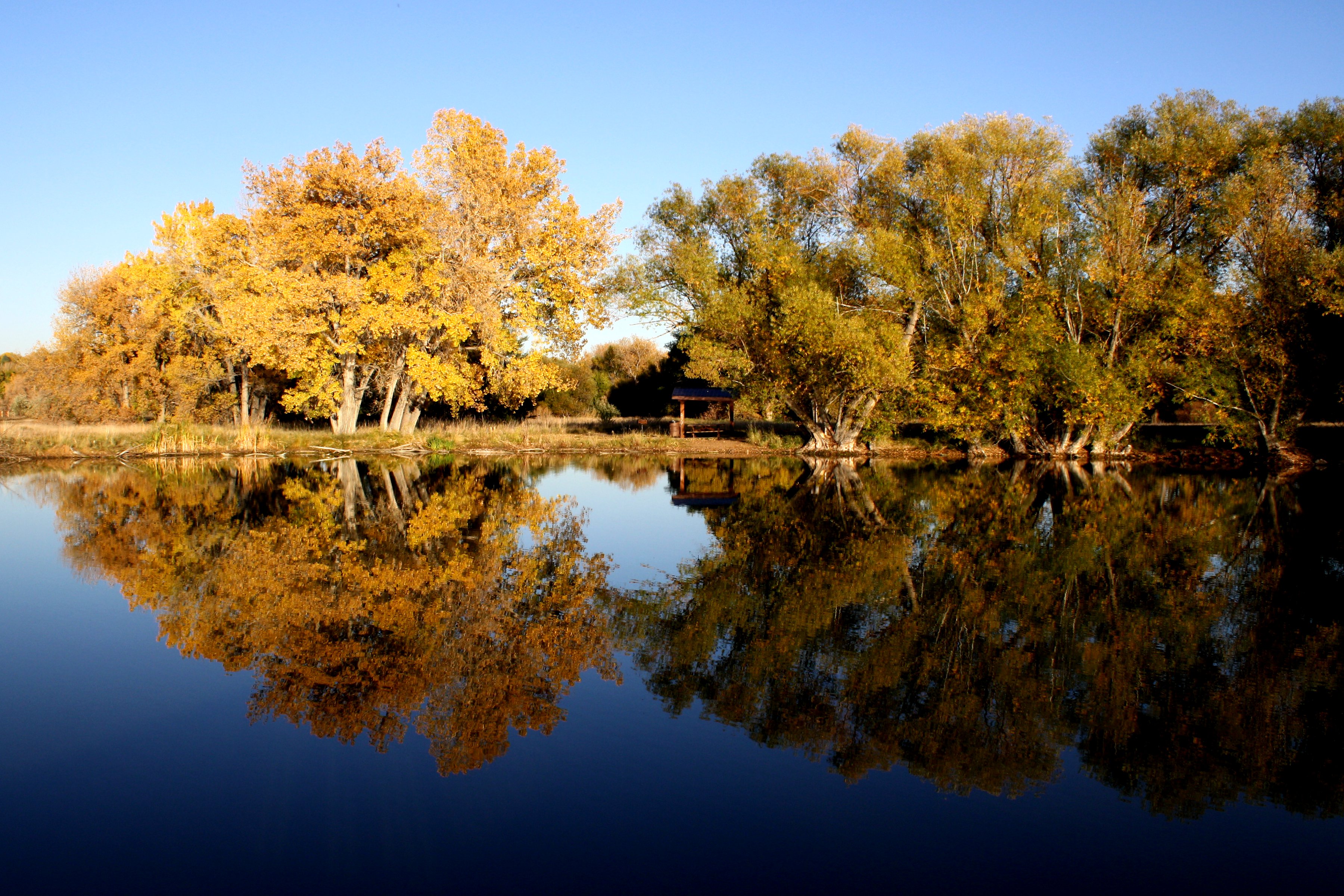 lines of reflection symmetry