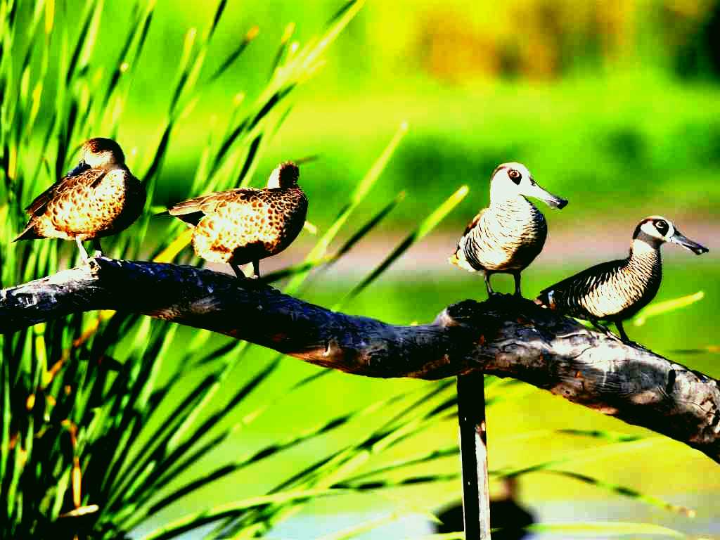 SubjectCoach | Jerrabomberra Wetlands