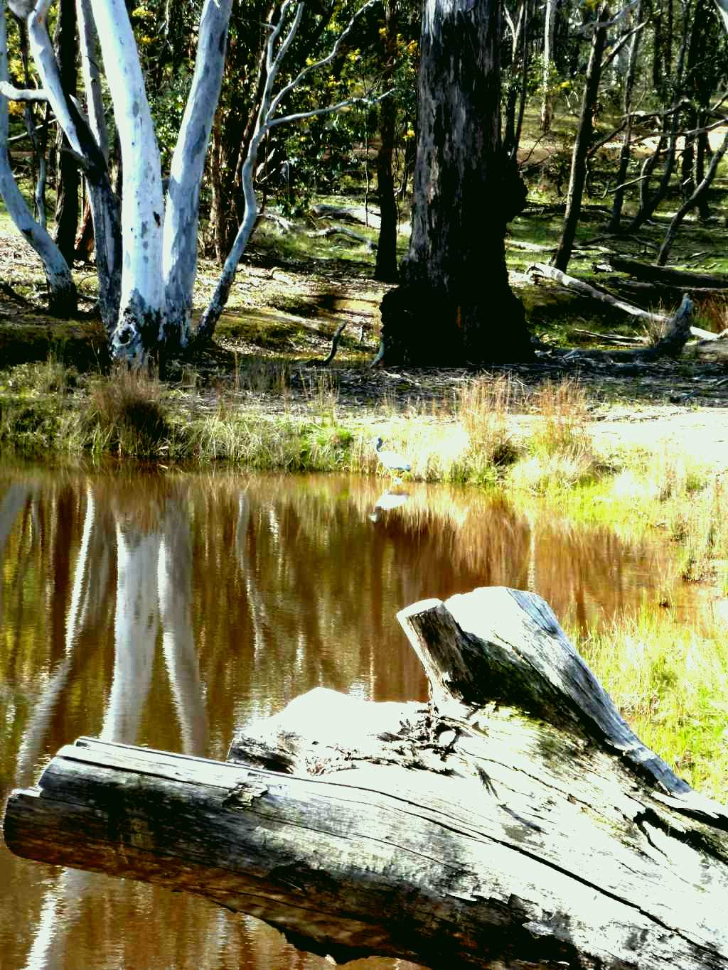 SubjectCoach | Mulligans Flat