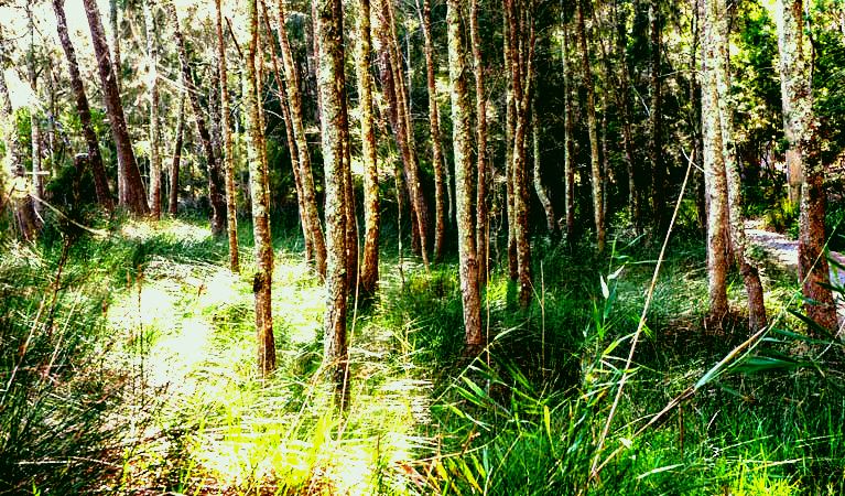 SubjectCoach | Anabranch loop track
