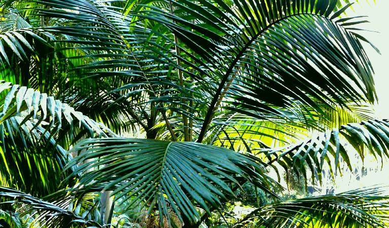 SubjectCoach | Bangalore Falls walking track