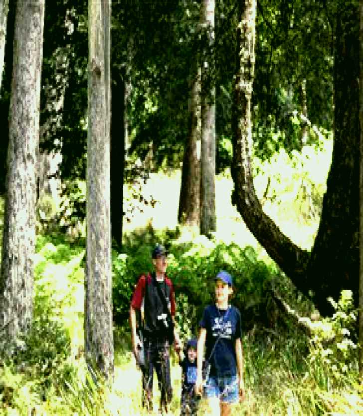 SubjectCoach | Barrington Tops National Park - Honeysuckle Forest Track