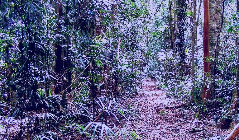 SubjectCoach | Big Scrub loop walking track