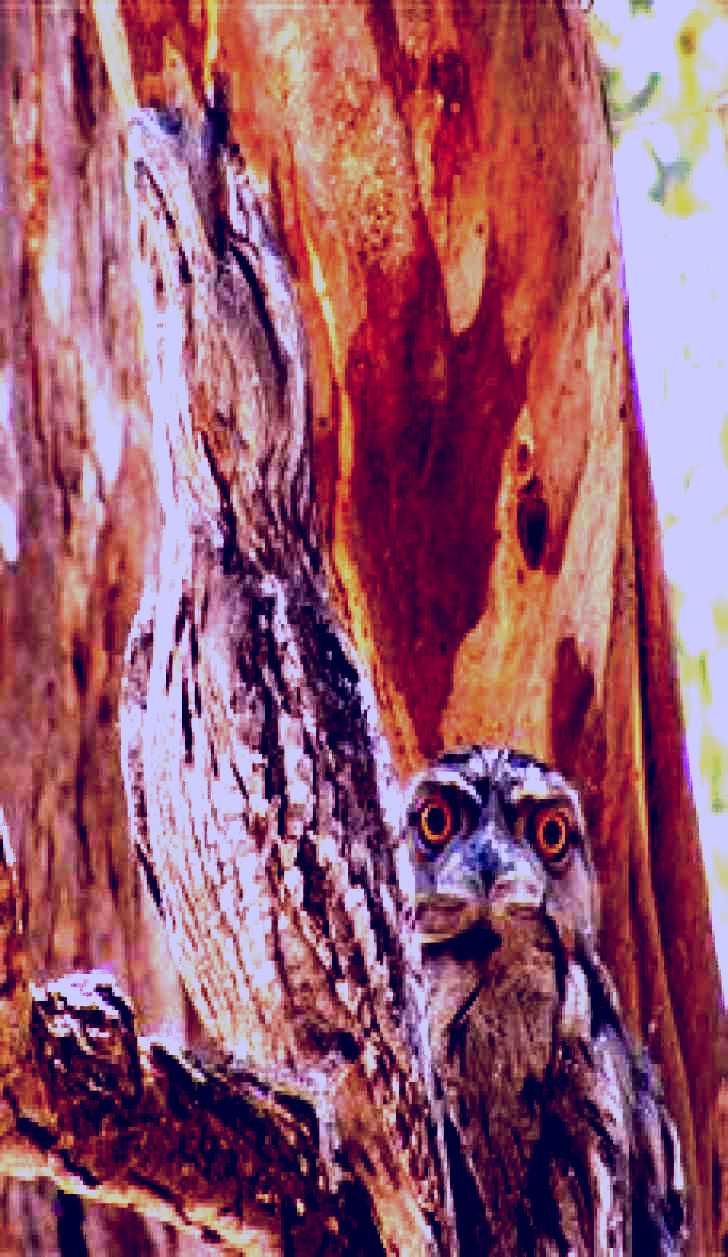 SubjectCoach | Bird Watching