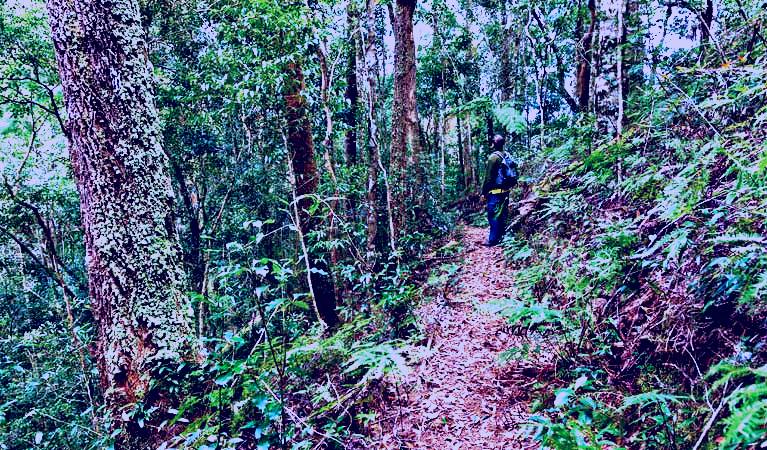 SubjectCoach | Blackbutt walking track