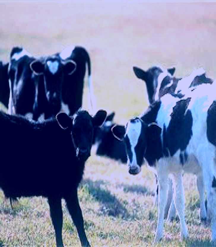 SubjectCoach | Bodalla Dairy Cheese Factory