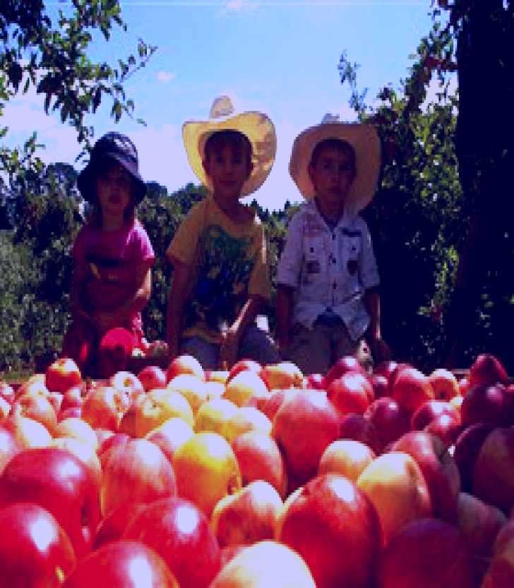 SubjectCoach | Bonny Glen Fruits