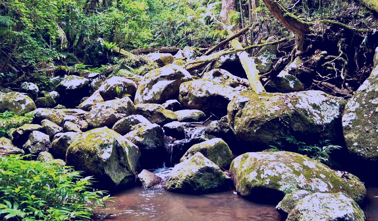 SubjectCoach | Booyong walking track