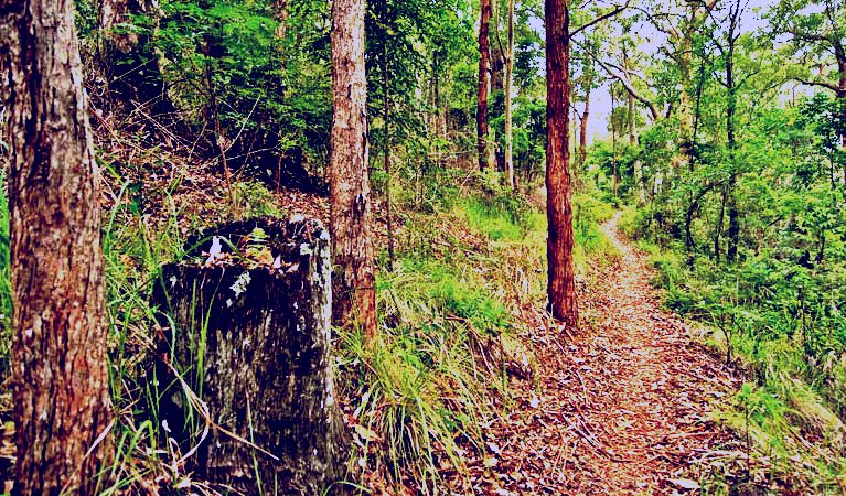 SubjectCoach | Border loop walk